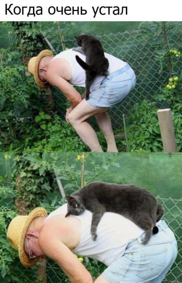 Коты и Кошки