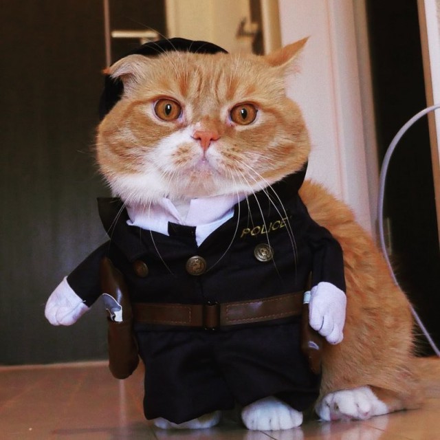Коты и Кошки