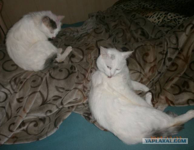 Котовторник!