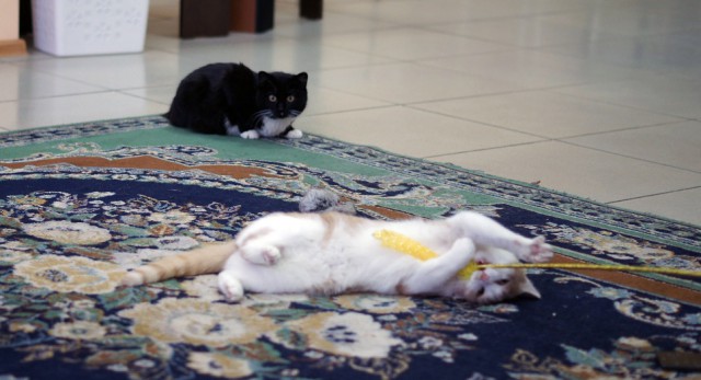 Котовторник 9.01.2018