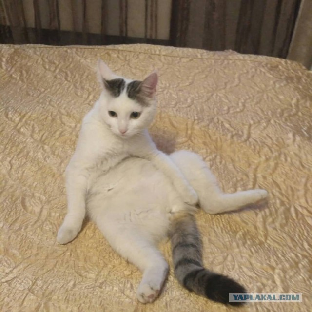 Котовторник 13.03.2018