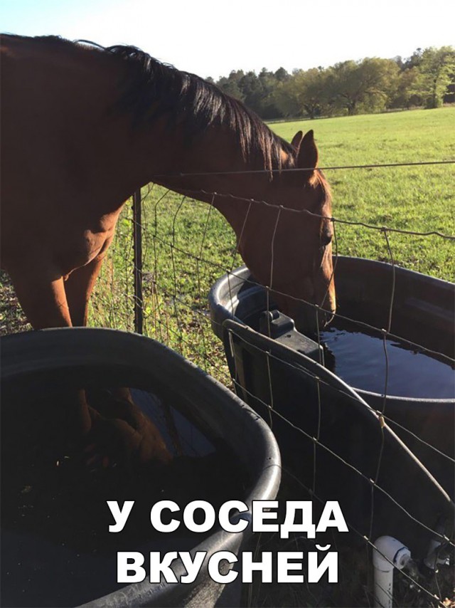 Нестандартный юмор