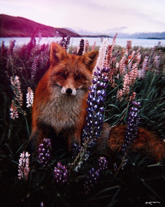 Живность из сети