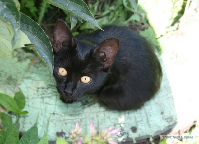 Котовторник  на  ЯПлакалъ