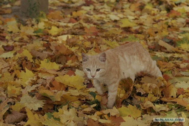 Котовторник на ЯПлакалъ