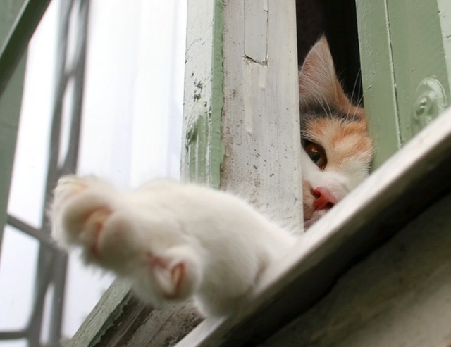 Котовторник (24.03)