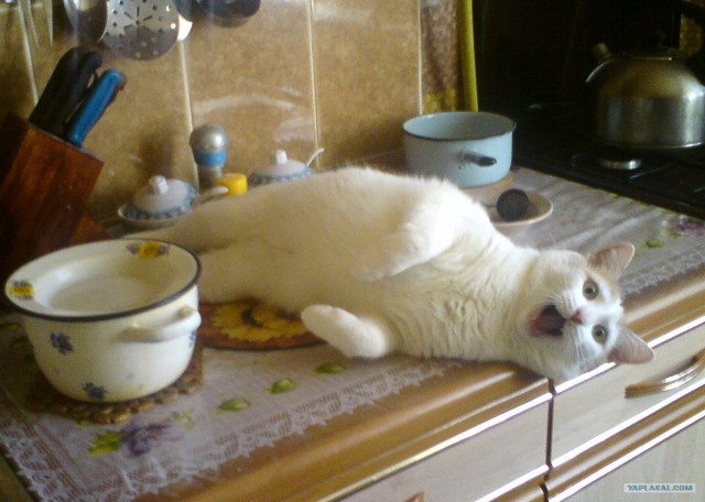 КОТовторник 13.04.2010г.