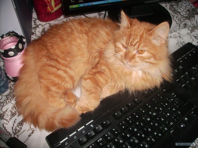 Котовторник?