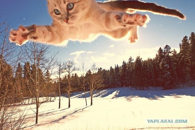 Котовторник. А как же?!