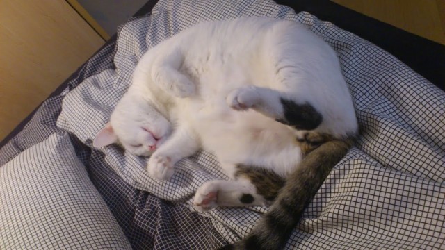 Котовторник так котовторник!