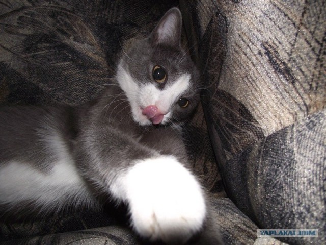 Котовторник! 08.11.11