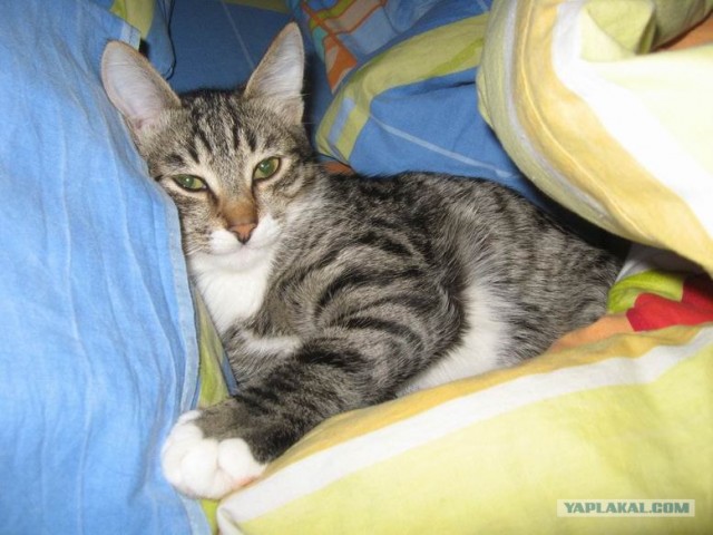 Котовторник 27.12.11