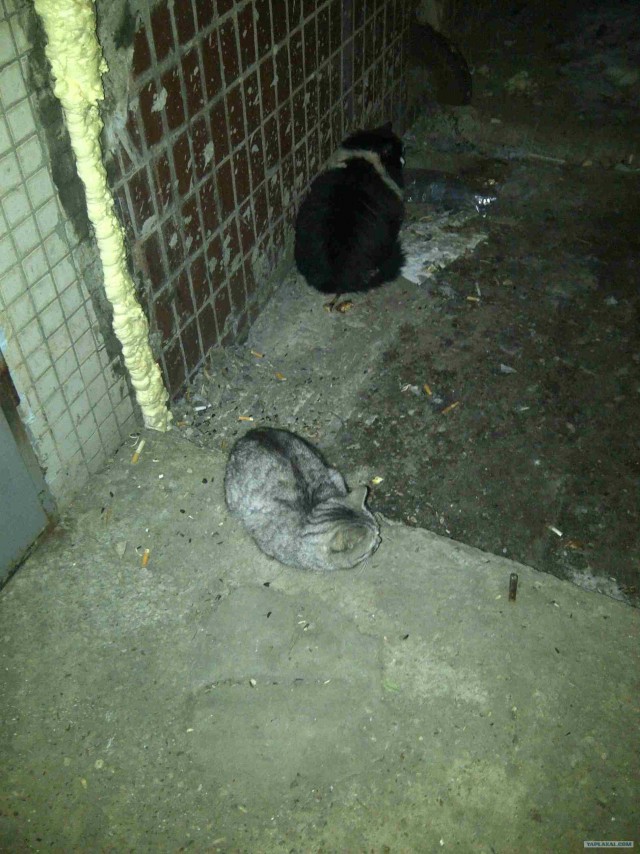 Котовторник (10.01.2012)