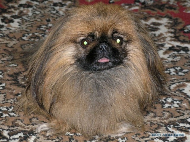 Собакочетверг
