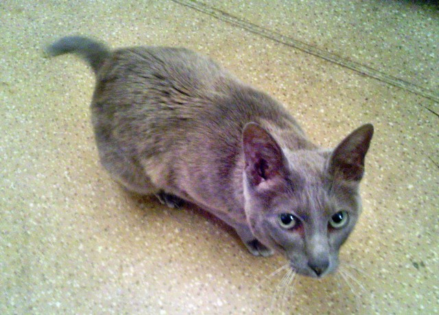 Котовторник 10.04.2012