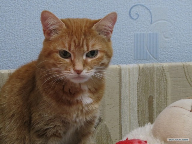 Девочка и ее кот