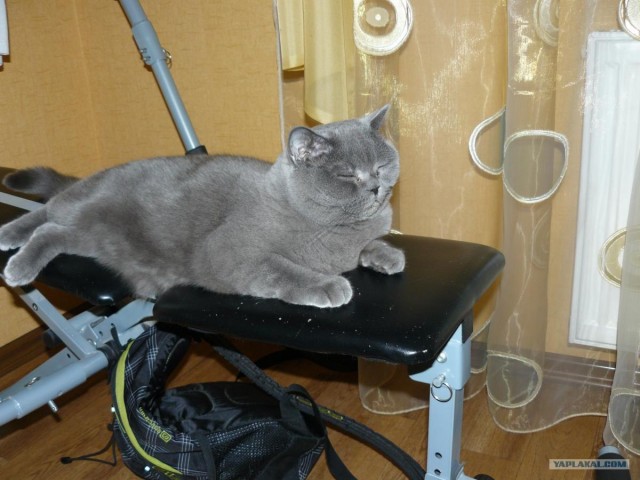 Котовторник   5.06.2012