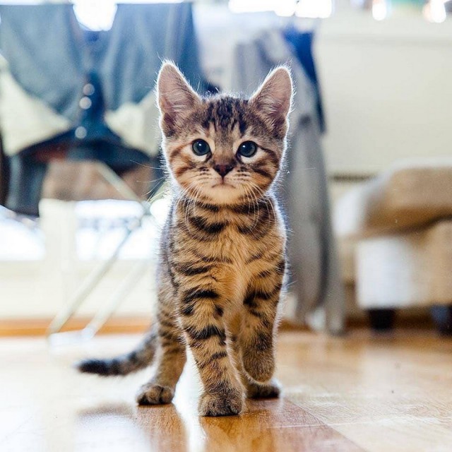 Прикольных котов пост