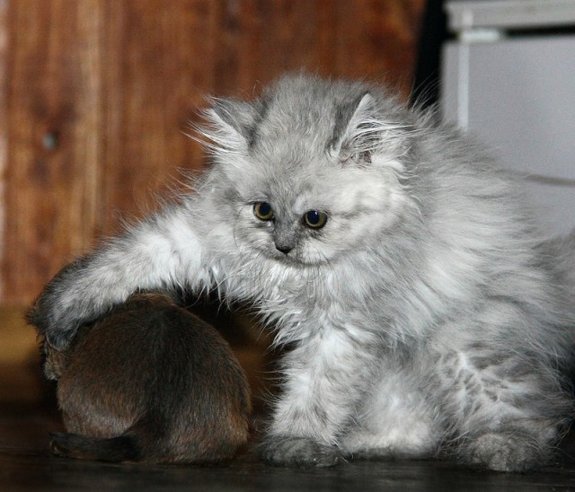 Котовторник  21.08.12