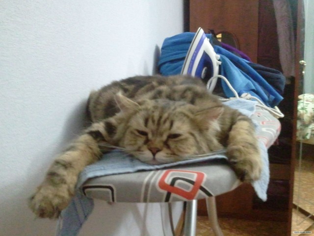 Кот на кресле