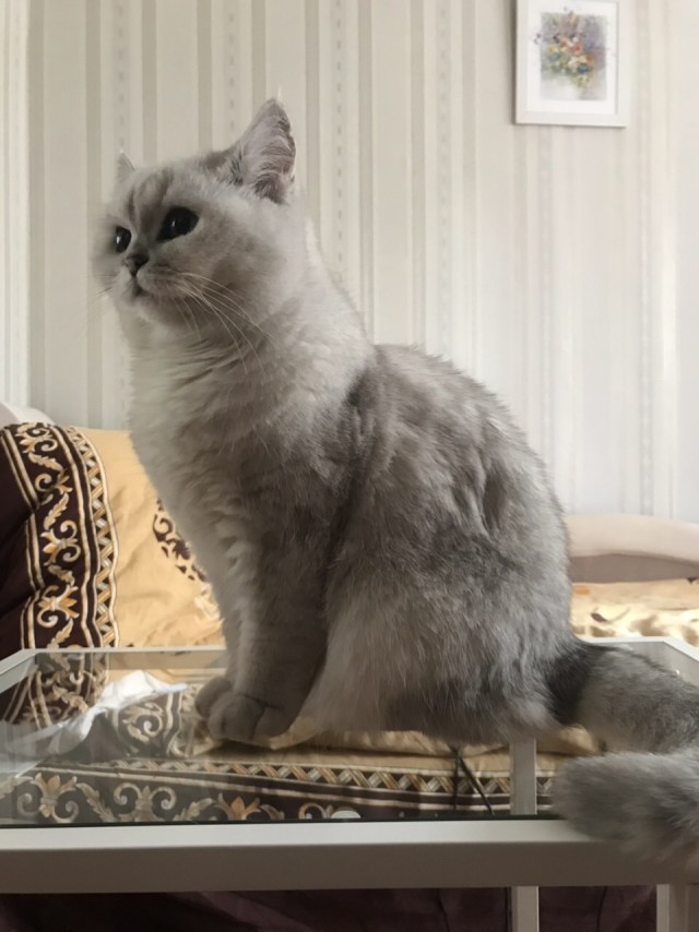 Кошиная жесть