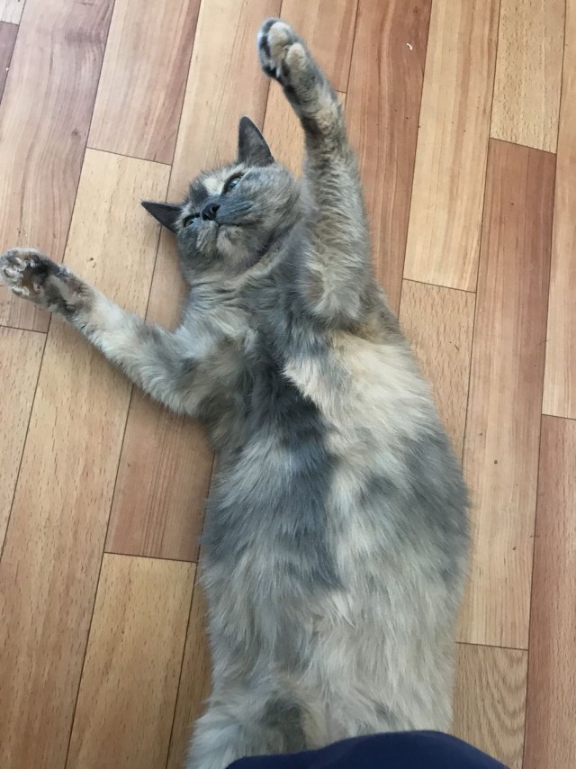 Котовторник. Начало.