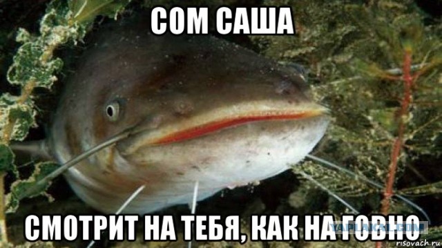 Как отрастить препуция после циркумцизии?