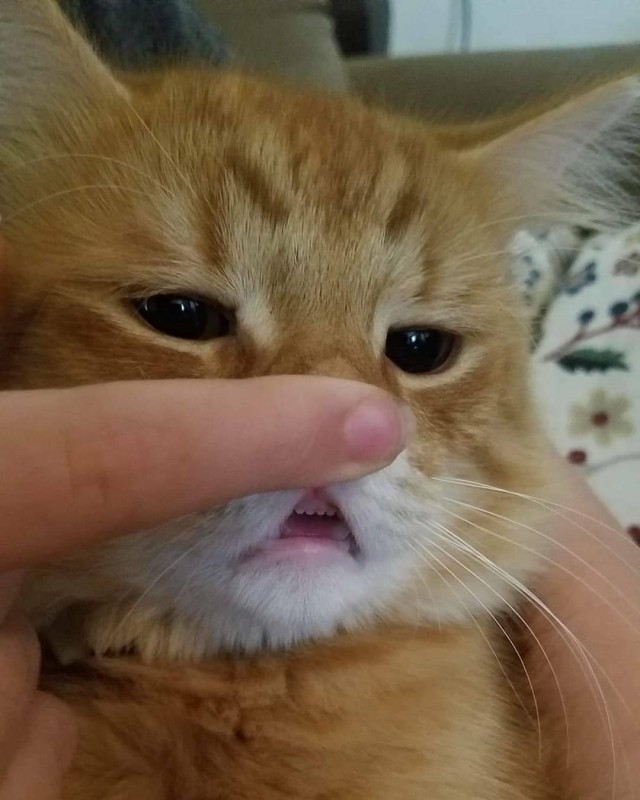 Забавные картинки с котами из сети