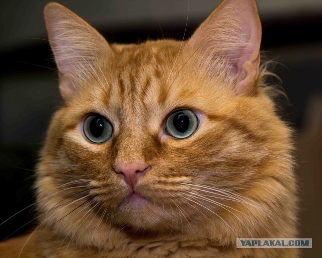 Кто такой кот Баюн?