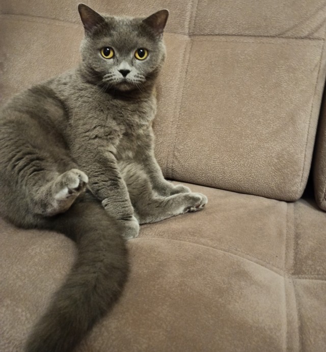 ̶К̶о̶р̶о̶н̶  Котовторник!
