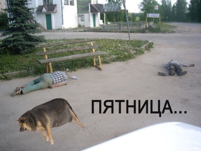Фотожаба: О чем же думает собака?....