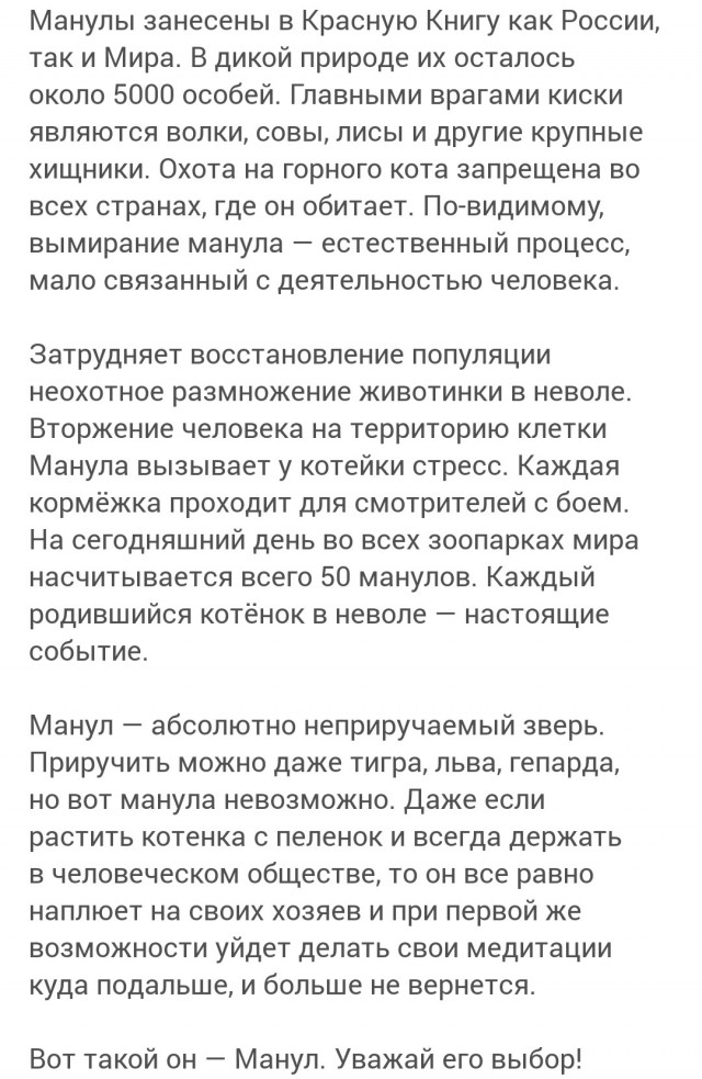В Новосибирском зоопарке родились 16 детенышей краснокнижного манула