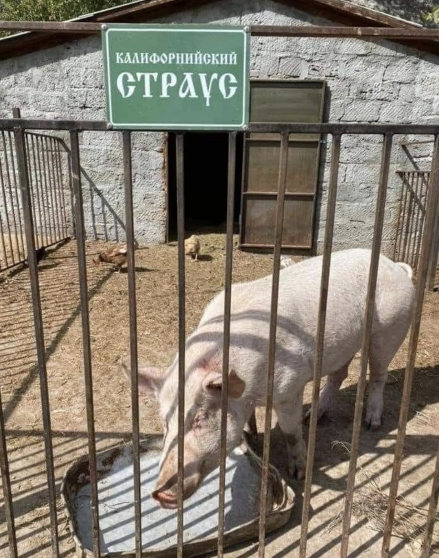 Чуток картинок не про вирус  18.0.  Животные