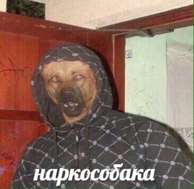 Служебные щенята