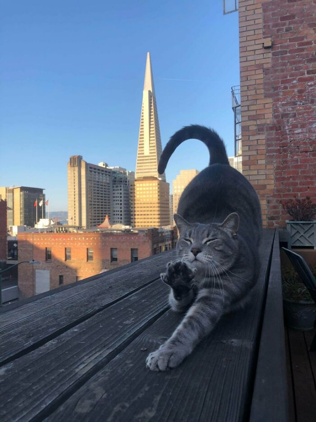К - Котогеничность
