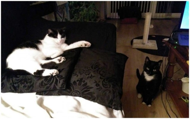 Дом мой. Кот не мой: 15 случаев, когда коты нагло вламывались в чужие дома