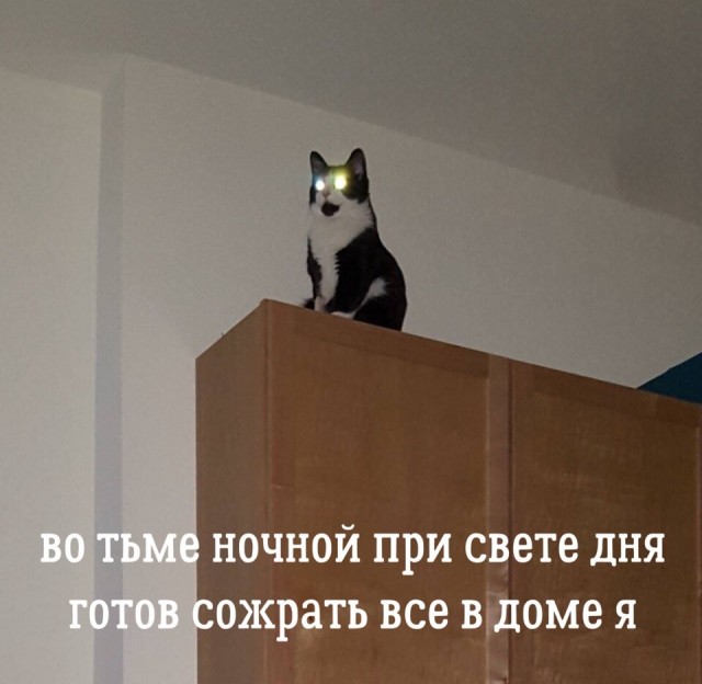 Подборка забавной живности