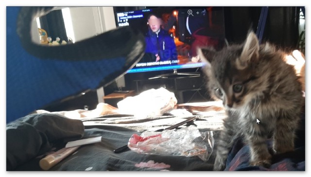 Котовторник. Наша собственная банда