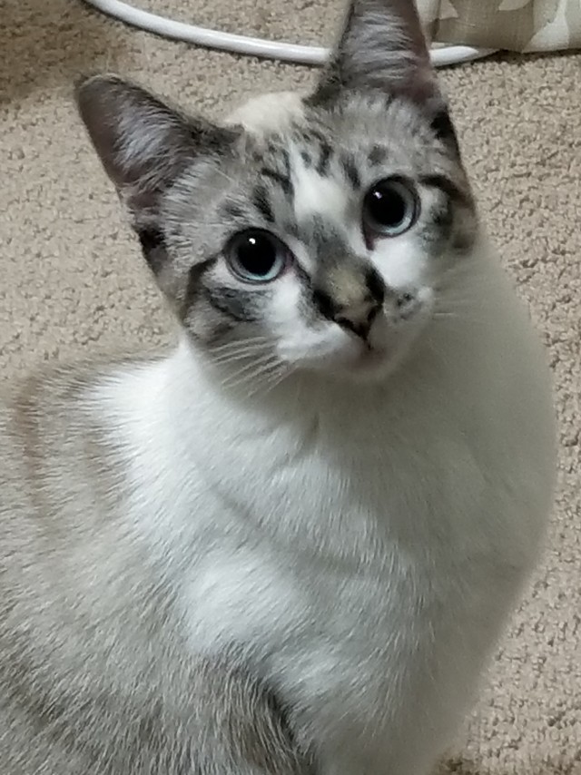 Котовторник!