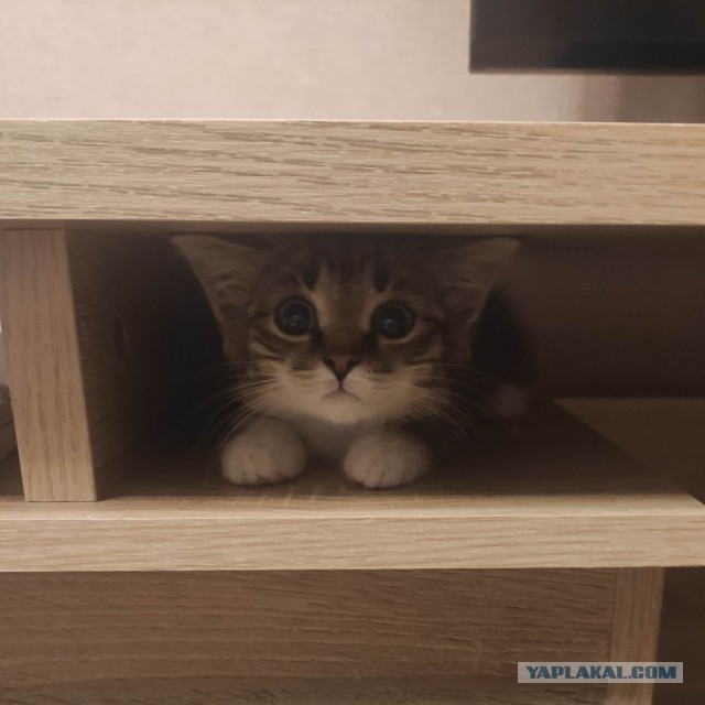 Котовторник (свои добавляем)