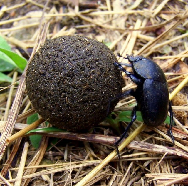 17 раз, когда люди нашли на барахолках стоящие вещи, доказав, что сокровище можно купить за копейки