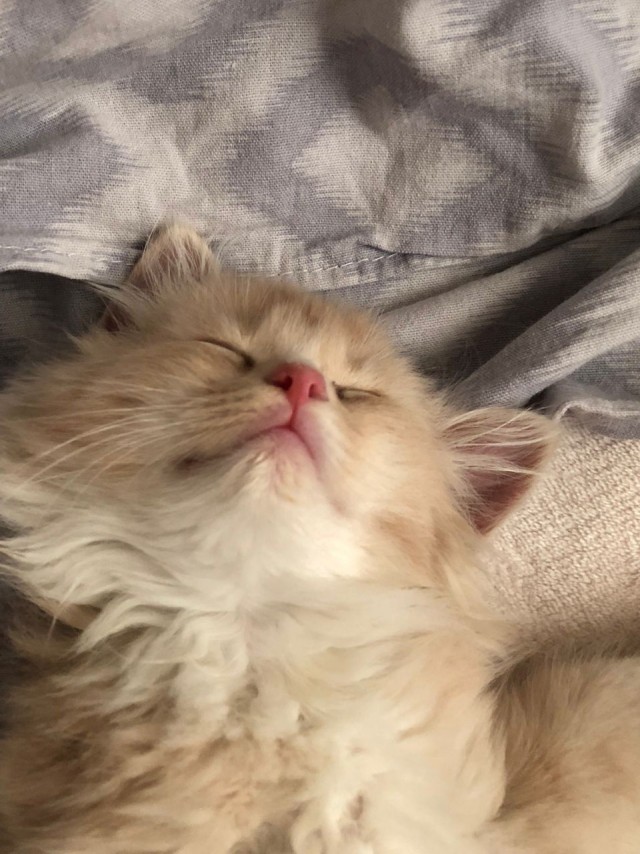 Котовторнику быть