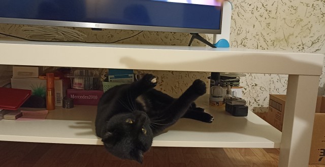 К котовторнику