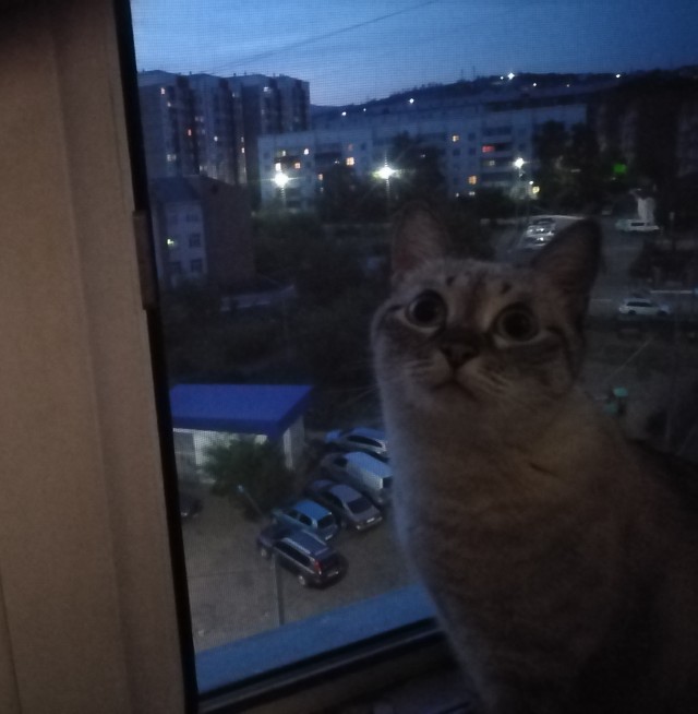 Спасение кота
