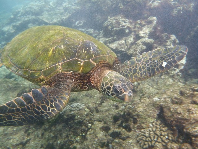 Деревенская Америка