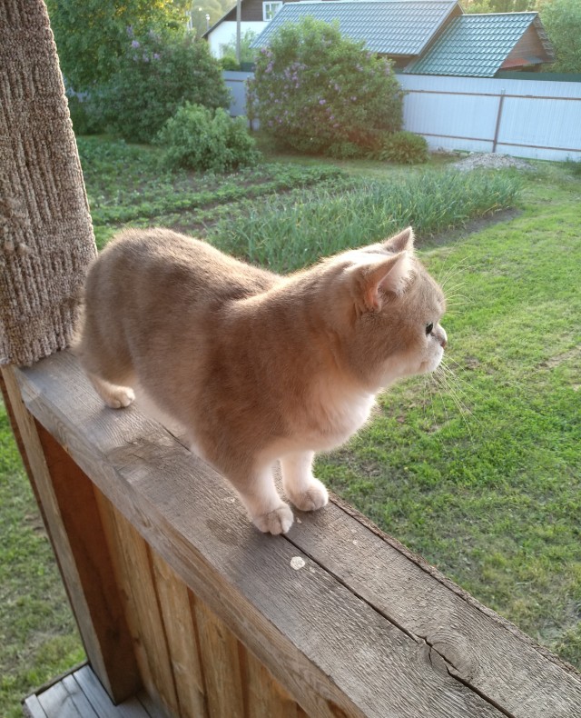 Котовторник 18.10.22