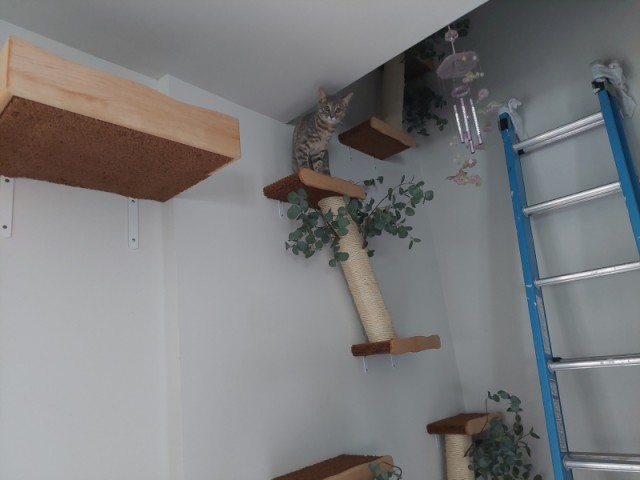 Тренажёр для тыгыдымского кота
