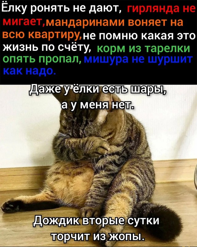 Весёлый полтишок 26.12.2022