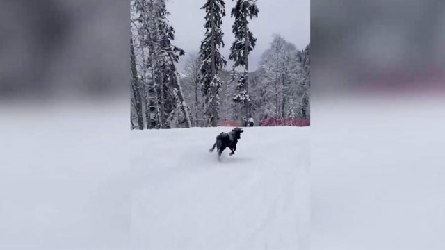 Бык пробежался по трассам курорта «Роза Хутор»