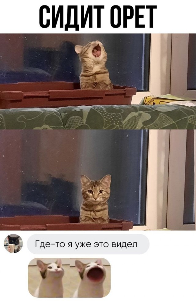 Картинки и мемы, всем хороших выходных